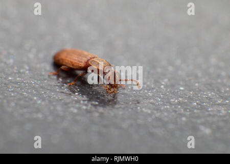 Merchant grain beetle in grey background view from side macro closeup Oryzaephilus mercator Stock Photo