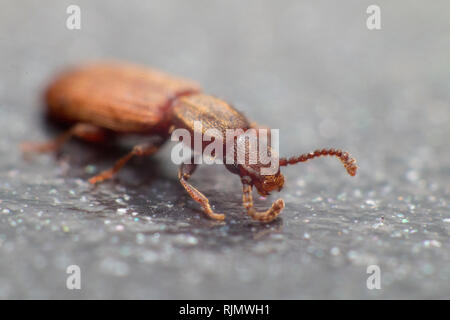 Merchant grain beetle in grey background view from side macro closeup Oryzaephilus mercator Stock Photo