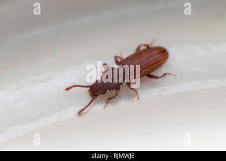 Merchant grain beetle in grey white view from top macro closeup Oryzaephilus mercator Stock Photo