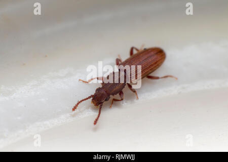 Merchant grain beetle in grey white view from side macro closeup Oryzaephilus mercator Stock Photo