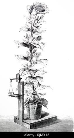 An engraving depicting Transpiration of plants: Stephen Hales' (1677-1761)  experiment, designed to measure the rate of transpiration in a Sunflower. From: F.A. Pouchet The Universe, London 1874 Stock Photo