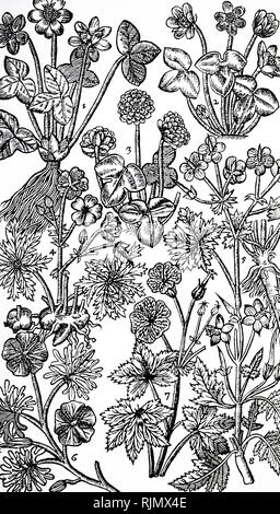 Woodcut showing: Varieties of Hepatica (Liverwort) 1,2,3 and Geranium. The leaves of Hepatica were thought to resemble the liver, and were used to 'cooled and strengthen' that organ (DOCTRINE OF THE SIGNATURES or treating like with apparently like). Geraniums were 'a singular remedie against the Stone both in the reines (kidneys) and bladder'; Camerarius. From John Parkinson Paradisi in Sole Paradisus Terrestris, London 1629 Stock Photo