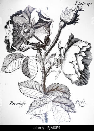 A woodcut engraving depicting a  Rosa centifolia: Cabbage Rose or Provence Rose. Dated 18th century Stock Photo