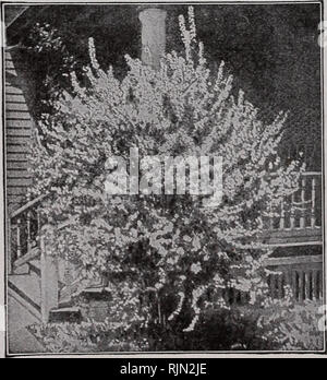 . Barnard's seeds. Seeds Catalogs; Flowers Seeds Catalogs; Nurseries (Horticulture) Catalogs; Gardening Equipment and supplies Catalogs. 90 The W. W. Barnard Co., 231-235 W. Madison St., Chicago FJiiladelplLUs (Mock Orange; Syringa). These shrubs are usually tall, vigorous growers and are also remarkable for their abundance of ver fragrant white flowers which are excellent for cutting. They thrive well in almost any well- drained soil and even under trees. If pruning is necessary, it should be done after flowering, since the flowers appear on the wood formed the previous year. Cut out the bra