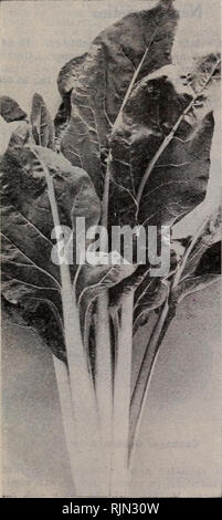 . Barnard's seeds bulbs. Seeds Catalogs; Vegetables Seeds Catalogs; Flowers Seeds Catalogs; Fruit Seeds Catalogs; Nurseries (Horticulture) Catalogs. Barnard's Selected Edmands Beet. Mangel-Wurzels, or Stock-Beets One ounce for 100 feet of drill; 5 lbs. for an acre. Mammoth Long" Red. On good soil sometimes grows twenty-four inches long. Dark leaves; skin bright dark red; flesh white with veined rings of rose-pink. An excellent keeper; nutritious and milk-producing. Largest of the mangel and heaviest cropper. Fine for poultrv in winter. Oz., 10c; !/4 lb., 20c; lb., 50c; 5 lbs., $2.25 Golde Stock Photo