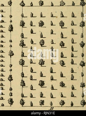 . Barry's Fruit garden. Fruit-culture. [from old catalog]. Fig. 98. Fig. 99. Fig. 98, orchard of standard and dwarf apple trees. Fig. 99, orchard of standard and dwarf or pyramidal pears. used among them, two dwarfs between each standard, and two full rows between each row of standards, as in fig. 98. In ten or twelve years the dwarfs might be taken out, and the entire ground given to the standards. Orchards of standard pears may, in the same manner, bo filled up Avith dwarf and pyramidal trees on the quince.. Please note that these images are extracted from scanned page images that may have b Stock Photo