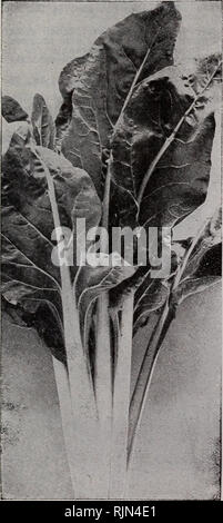. Barnard's seeds. Seeds Catalogs; Flowers Seeds Catalogs; Nurseries (Horticulture) Catalogs; Gardening Equipment and supplies Catalogs. Barnard's Selected Edmands Beet Improved Long Dark Blood. Flesh dark red, zoned with lighter shade, tender and sweet. Pkt., 5c; oz., 10c; lb., 25c; lb., 65c. MANGEL-WURZELS, or CATTLE-BEETS One ounce for 100 feet of drill; 5 lbs. for an acre. Mammoth Iiong- Red. On good soil sometimes grows twenty-four inches long. Dark leaves; skin bright dark red; flesh white with veined rings of rose-pink. An excellent keeper; nutritious and milk-producing. Pkt.j 5c; oz.,  Stock Photo