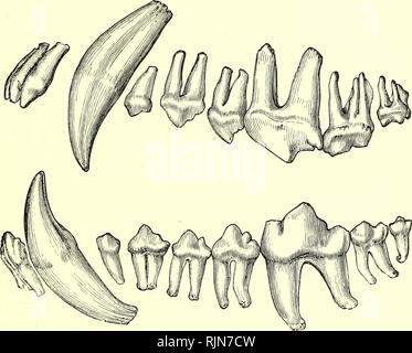 . Elementary text-book of zoology [electronic resource]. Zoology. Mammalia, molar of the lower jaw are the carnassial, hence it is easy to observe which teeth have disappeared. Correlated with the reduction in number of the teeth is the shortening up of the jaws, involving a still further reduction of the facial region. If the mandible be regarded as a lever (of the third order), the &quot; weight&quot; will act at the level of the canines, the fulcrum is at the glenoid cavity and the ''power&quot; at the insertion of Fig. 316.—The Permanent Teeth of the Wolf. (Nat. size.). Note small pointed  Stock Photo