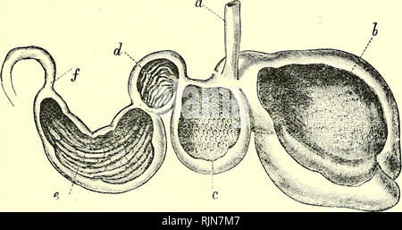. Elementary text-book of zoology [electronic resource]. Zoology. MAMMALIA. 499 passed by the reticulum up the oesophagus into the mouth. Here the process of mastication or rumination is effected by the molar teeth. The chewed food is then passed down to the psalterium and the abomasum, where digestion com- mences. The horse, on the other hand, masticates his food at the time of feeding, and there is in this case no rumina- tion or &quot; chewing the cud.&quot; The rest of the alimentary canal is very similar in both types, the caecum being large and the intestine long, characters usually foun Stock Photo
