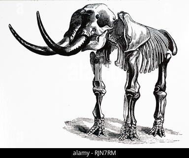 An engraving depicting the restored skeleton of a Mastodon. Mastodons are any species of extinct proboscideans in the genus Mammut, distantly related to elephants, that inhabited North and Central America during the late Miocene or late Pliocene period. Dated 19th century Stock Photo