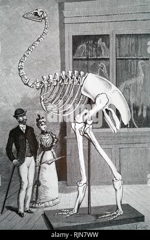 Aepyornis Skeleton Stock Photo: 56733536 - Alamy