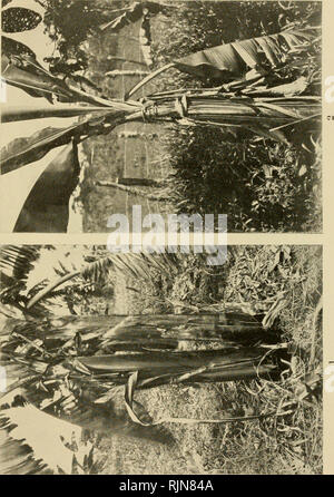 . Banana wilt. Fusarium wilt of banana. PHYTOPATHOLOGY, IX PLATE XXV. K P &lt; M P3. Please note that these images are extracted from scanned page images that may have been digitally enhanced for readability - coloration and appearance of these illustrations may not perfectly resemble the original work.. Brandes, Elmer Walker, 1891- [from old catalog]. [Baltimore Stock Photo