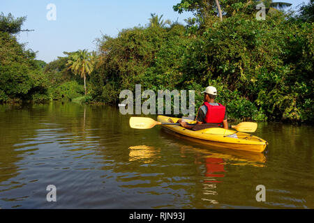 Kayaking on the Sal river, Goa, India February 2019. This activity allows people to view a variety of birds such as Kingfishers at close quarters Stock Photo