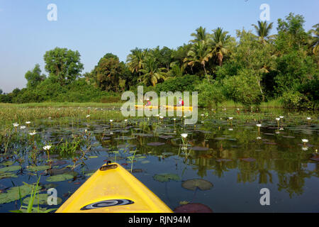 Kayaking on the Sal river, Goa, India February 2019. This activity allows people to view a variety of birds such as Kingfishers at close quarters Stock Photo