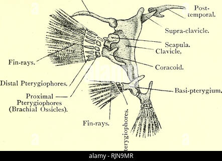 . Elementary text-book of zoology [electronic resource]. Zoology. GAD us. 337 and the cerato-branchials of the fifth arch form the inferior pharyngeal bones. The vertebral colunni consists of a large number of aniphi-ccelotis verteh-a. The anterior are termed abdominal and the posterior are caudal. All the vertebrae have complete neural arches and neural spines. Most of the abdominal have also transverse processes, which bear a pair of ribs and a pair of more dorsally placed so-called inter- muscular bones. In the caudal vertebrae the transverse processes meet below and form a complete hcetnal Stock Photo