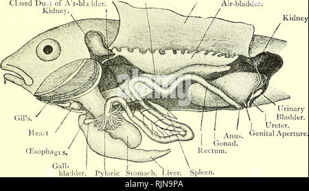 . Elementary text-book of zoology [electronic resource]. Zoology. GAD us. 333 into which open three apertures. The anterior is the aims, the inter- mediate one the genital aperture, and the posterior is the icrinary aperture. If the skin be carefully dissected off one side there can be noticed fine superficial nerves supplying the lateral line and the fins. They arise mainly from the Vth and Xth cranial nerves. Below these the whole lateral wall of the body is formed of diagonal myomere Muscular, muscles, separated by connective-tissue niyoconiniata [cf. AniphioxKs). From a little way behind t Stock Photo