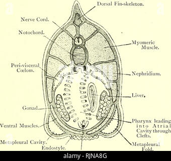 . Elementary text-book of zoology. AMPHIOXUS. 303 The brain has a ...