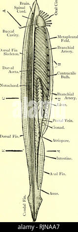 . Elementary text-book of zoology [electronic resource]. Zoology. AMPHIOXUS. 299 Fig. 211.—View OF Amphioxus from THE Right Side. {Ad. nat.) Dorsal Fin  Skeleton Notochoid. resembles the pharynx of Ascidia. Its internal walls are mostly ciliated. The endostyle extends along the median ven- tral line, joined by peripharyngeal bands to a median dorsal epi- branchial groove. The lateral walls of the pharynx are perforated by a great number of pharyngeal clefts which run diagonally back- wards as long slits. These pharyngeal clefts are twice as numerous as those of the larva, each of the latter  Stock Photo