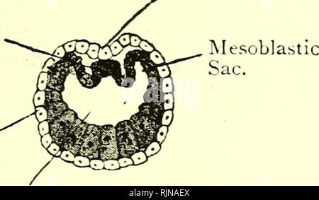 . Elementary text-book of zoology [electronic resource]. Zoology. ASCIDIA. 295 Fig. 205.—Transverse Section through Embro ck an ASCIDIAN. (After Delage.) Neural Groove. Notochord, Ep:blast.. Archenteron. Fig. 206.—Chordula Larva of an Ascidian. (After KowALEVSKi.) er.ropore. hypoblast, and a pair of lateral mesoblastic masses mere or less broken up. T his larva is characteristic of the Chordata though only found as a larva in the Atrtozoa, being represented by an embryonic stage in Vertebrata. The further development of the ascidian diverges from that of the next class. The larva becomes divi Stock Photo
