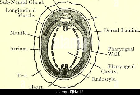 . Elementary text-book of zoology [electronic resource]. Zoology. ASCIDIA. 293 Fig. 202.—Oblique Section through an Ascidian. {Ad. not.) Brain.. presence of the atrium, Ascidia can be directly compared with the other class of the Atriozoa. The conclusions drawn from these characters have, how- ever, an ample corroboration in the development. The eggs are laid into the atrium, in which they are fertilised and pass their early stages. Later, the larva is free-swimming and pelagic. The segmentation is total and nearly equal, producing a bias tula which is invaginated to form a gastrula. The gastr Stock Photo