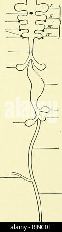 . A text-book of embryology for students of medicine [electronic resource]. Embryology; Embryology. CHAPTER XII, THE DEVELOPMENT OF THE RESPIRATORY SYSTEM. Although the nasal chambers and the pharyngeal cavity contribute to the formation of the respiratory system, these Middle lobe of thyroid gland. Thymus gland. Lateral lobe of thyroid gland. Trachea. Lung. Right lobe of liver. Vitelline duct.. Pharyngeal Stomach. Pancreas. Left lobe of liver. Small intestine. Large intestine. Fig. 108.—Scheme of the alimentary canal and its accessory organs (Bonnet). parts will not be considered here, since  Stock Photo