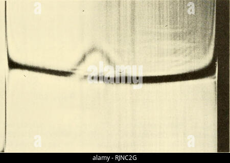 . Bacterial photosynthesis. Bacteria -- Physiology; Photosynthesis. CHL-770 FROM GREEN BACTERIA 427 SEDIMENTATION COEFFICIENT AND MOLECULAR WEIGHT The sedimentation coefficients at four different protein concentra- tions were measured from the sedimentation velocity in the Spinco analytical ultracentrifuge, Model E, The chlorophyll-protein was dialyzed against 0.2 iV NaCl in 0.01 M Tris, pH 8.0, and sedimented at 59,780 rpm in a double-sector cell. The Schlieren pattern (see Fig, 4) was Dhotographed at 8-minute intervals, and the distance of the peak. Fig. 4. Schlieren pattern of the descendin Stock Photo