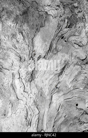 A large wooden trunk carved from the sea and from time hides imaginative shapes in the texture of its natural veins Stock Photo