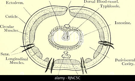 . Elementary text-book of zoology. LUMBRICUS. which a long thin ...