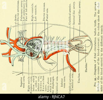 . A text-book of embryology for students of medicine [electronic resource]. Embryology; Embryology. . Please note that these images are extracted from scanned page images that may have been digitally enhanced for readability - coloration and appearance of these illustrations may not perfectly resemble the original work.. Heisler, John Clement; Waterstone, David, former owner; Duke-Elder, Stewart, 1898-1978, former owner; University College, London. Library Services. Philadelphia : W. B. Saunders Company Stock Photo