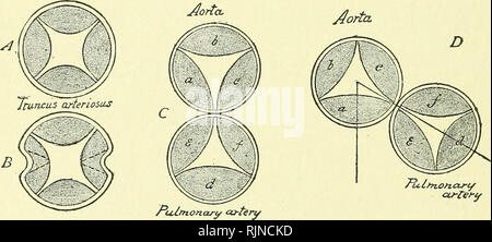 . A text-book of embryology for students of medicine [electronic resource]. Embryology; Embryology. . Please note that these images are extracted from scanned page images that may have been digitally enhanced for readability - coloration and appearance of these illustrations may not perfectly resemble the original work.. Heisler, John Clement; Waterstone, David, former owner; Duke-Elder, Stewart, 1898-1978, former owner; University College, London. Library Services. Philadelphia : W. B. Saunders Company Stock Photo