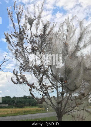 Pest, Insect - Yponomeuta - the attacked tree by the pest is all wrapped in a web. Incredible spectacle of an attacked tree by the pest. Stock Photo