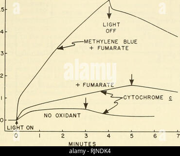 . Bacterial photosynthesis. Bacteria -- Physiology; Photosynthesis. PHOTOOXIDATION AND PHOTOREDUCTION REACTIONS 241. CYTOCHROME c Fig. 4. Photooxidation of reduced methylene blue and ferrocytochrome c by R. ntbruDi chromatophores. The experimental conditions were those given for Fig. 1, except that DPIPH2 was replaced with the oxidants listed. Ferrocyto- chrome c was prepared by reduction with borohydride. When present, it was 5 mg per 8 ml and the BChl concentration was 0,190 mg. For the experiment in- volving MB, 3.1 raM succinate was present initially to reduce the MB via the succinic dehyd Stock Photo