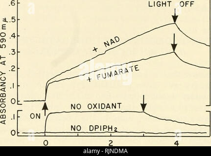 . Bacterial photosynthesis. Bacteria -- Physiology; Photosynthesis. 238 ELECTRON TRANSPORT. MINUTES Fig. 1, Photooxidation of DPIPH2 in the absence and presence of added oxidants. The basic reaction system contained 33 mM Tris buffer, 66 flM DPIPH2 (reduced with ascorbic acid until a faint blue color remained) andR. nibrum chromatophores equal to the concentra- tion of 0.22 mg BChl in a final volume of 8.0 ml (except for the case where no DPIPH2 was present, in which experiment 0.48 mg BChl was present). When fumarate was present the pH was 8.0 and the final concentration of fumarate was 0.75  Stock Photo
