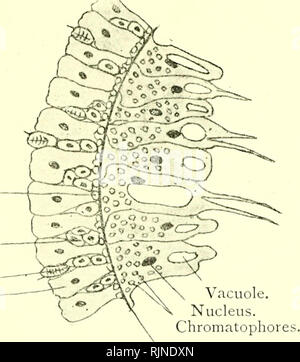 . Elementary text-book of zoology. Highly magnified. acid. They are ...