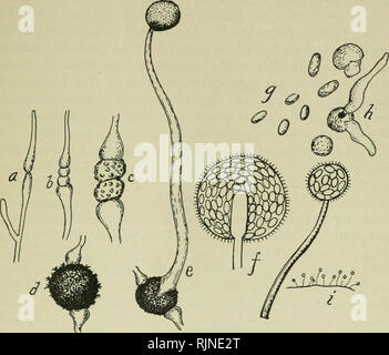 zygospore fungi