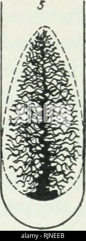 Bacillus mycoides hi-res stock photography and images - Alamy