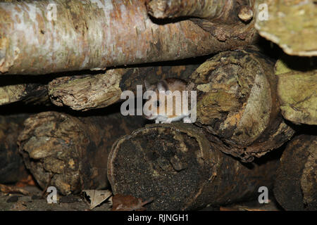 A wild Wood Mouse (apodemus sylvaticus) hiding in a wood pile created in a British garden to attract wildlife. Stock Photo