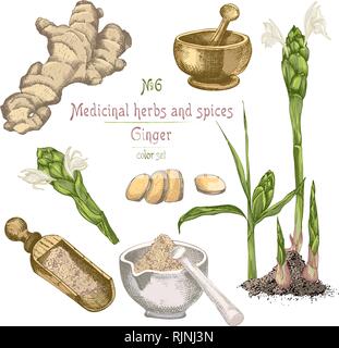 Set colorful hand drawn of Ginger roots, lives and flowers isolated on white background. Stock Vector
