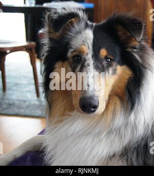 Collie, blue Merle,Lassie, dog at home,loyal to,children friendly,Portrait,dog,Shepherd,Hunderasse,Scots,Bernhard Kaun, Monroe,hide,j,border,sheltie Stock Photo