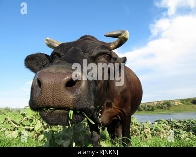 Black cow grazing on the river bank. Cow eating fresh grass on a pasture looking into camera. Front view, green meadow, idyllic rural landscape