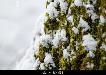 Snow covering a tree trunk in a woodland on Woodbury Common, East Devon, South West England, United Kingdom. Stock Photo