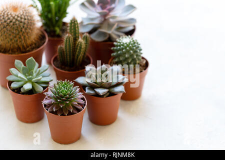 Small cactus and succulent plants in different pots, modern trendy house plants on white shelf Stock Photo