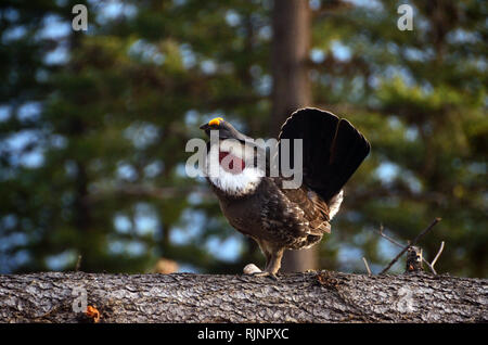 Male dusky (blue) grouse during mating season in spring. Purcell Mountains in the Kootenai National Forest, Montana. (Photo by Randy Beacham) Stock Photo
