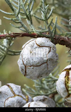 Smooth Arizona cypress (Cupressus glabra). Syn.: Cupressus arizonica var. glabra Stock Photo