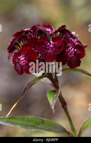 Sweet William (Dianthus barbatus) ?Sooty? Stock Photo