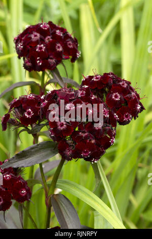 Sweet William (Dianthus barbatus) ?Sooty? Stock Photo
