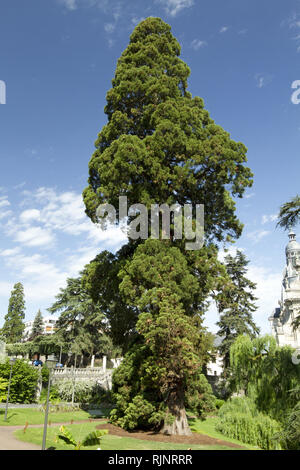 Giant Sequoia (Sequoiadendron giganteum) at Blois, France