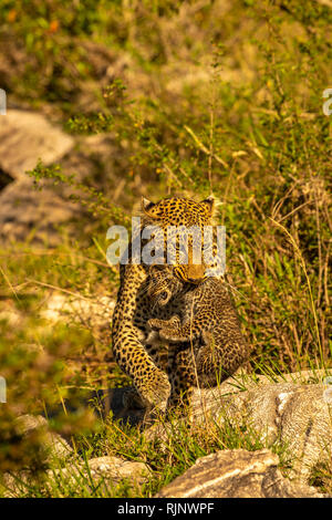 Female african leopard (Panthera pardus) mother carrying her cub in her mouth to safety in the Masai Mara Kenya Stock Photo