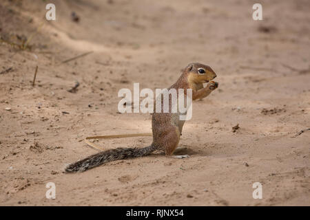 One Unstriped Ground squirrel, Xerus rutilus, Samburu Game Reserve; Kenya Stock Photo