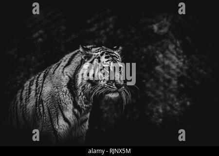 black and white tiger on a blurried background Stock Photo